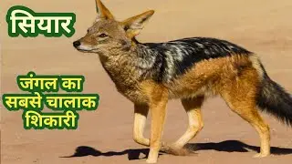 सियार जंगल झाड़ियों का चालाक शिकारी।।Jackal Life ।। भारतीय सियार एक खौफनाक शिकारी ।। Jackal ।।