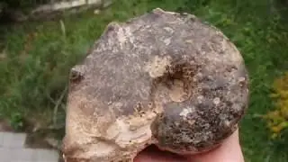 Amonit Mammites nodosoides - kreda g&oacute;rna, turon - Maroko, Atlas, Asfla /Minerały & skamieniałości/