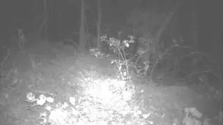 FoxesAtNight