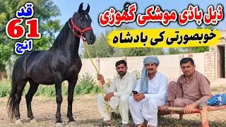 Mushki Ghori For Sale | Black Female Horse | Horse For Sale In Pakistan