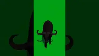 animal green screen video #shorts