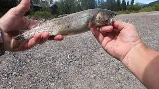 Cutthroat Trout in Jackson Hole Wyoming