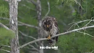 Barred Owl Preening and stretching its wings in the Everglades