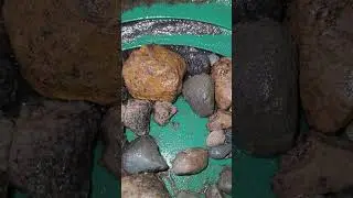 Digging for rock treasure 🤑 #rockhound #diggingupthepast #shorts