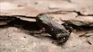 Frog Population Explosion In Beaver Pond