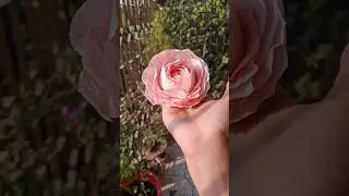 How to make rose#shortvideo #diycrafts #artscraft #art #