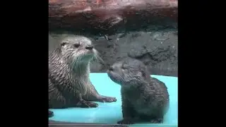 Otter v. Water