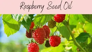 Raspberry Oil, INCI: Rubus Idaeus Oil. Antioxidant Rich Berry Oil! Improves Blemished Skin!
