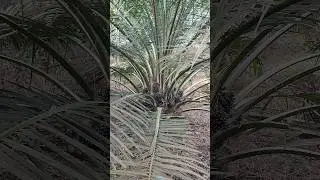 manfaat pruning sawit