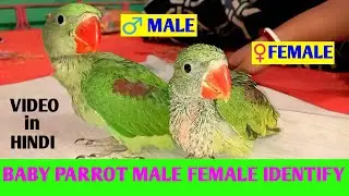 Baby Parrot Gender Identification // तोते के बच्चे नर मादा की पहचान की गई // video in hindi