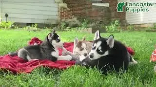 Beautiful Pomsky Puppies