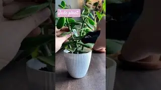 🌿 BIG LEAVES JADE PLANT &ndash; The ULTIMATE Care Guide! (Crassula Ovata &lsquo;Gollum&rsquo;) 🌿**  #jade