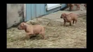 Rhodesian Ridgeback Puppies For Sale