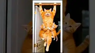 cat niche a jao Gir jaaoge 🫢#cat #shorts
