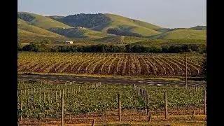 Napa Grape Farm Visit