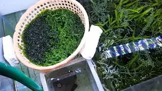 MACRO ALGA DICAMPUR ANEKA JENIS APAKAH BISA?