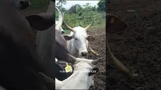 Ear tagging in livestock 