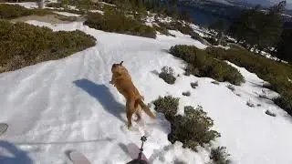 Dodging the Maneaters.