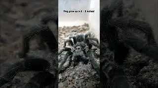 Close up Brazilian Black Tarantula (Grammostola Pulchra) #halloween2024 #shorts #tarantula #short