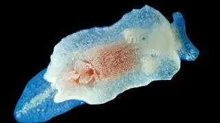 Goniodoris nodosa I