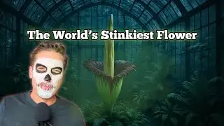 The Corpse Flower: Why It Smells Like Death