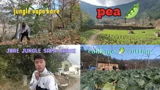 Subah cabbage 🥬 Cutting aur Din Jungle Safai | Village Work Vlog #viral #food #cabbage #jungle #fyp