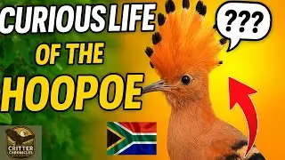 Did You Know THIS About The South African HooPoe?