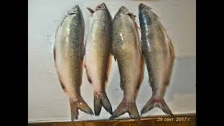 HOT Armenian BBQ of  Sevan lake Sig fish on the grill with tomatoes and hot green peppers.