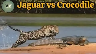 Jaguar vs Crocodile &ndash; Rare and Brutal River blank Battle Caught on Camera