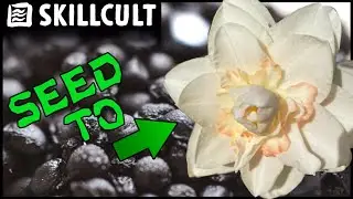 Collecting Seeds to Make New Daffodil Varieties, Homescale Flower Breeding
