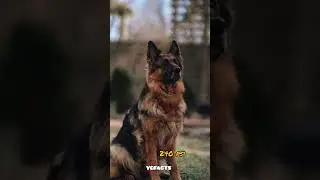Most Powerful Bite Force Dogs 🦷😱 | YGFACTS #shorts