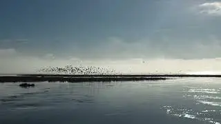 Совершите пешую прогулку по болоту Арката в Калифорнии во время прилива и сезона миграции птиц.