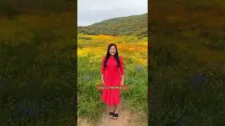Wildflower Bloom in Diamond Valley Lake, CA 😍