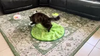Oliver Kitty With His Cat Play Mat