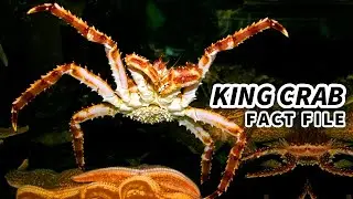 Факты о королевском крабе: это не настоящий краб! | Архив фактов о животных