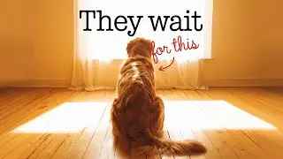 If Your Dog Waits by the Door, This Is What They&rsquo;re Trying to Tell You