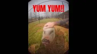 Милый поросенок показывает трюки и ест лакомства! 🐖 🐷 🐽