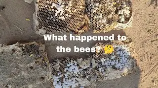 Hornet kill. #hornet #bees 