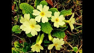 Vienna blooms and sprouts