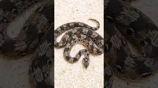Why Is It Called a Saw Scaled Viper?
