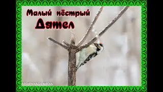 Малый пёстрый Дятел.