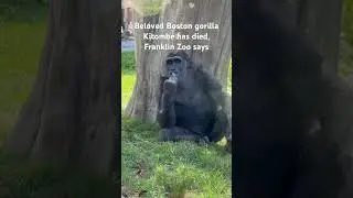 38-yr-old gorilla at Boston Franklin Zoo has died 😢 #gorilla #zoo #cuteanimals #shorts #memories