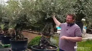 O L I V E N B A U M · auch ausgepflanzt im Garten!