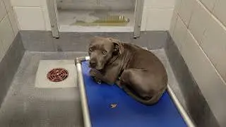 acs A559415