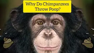 Why Do Chimpanzees Throw Poop?