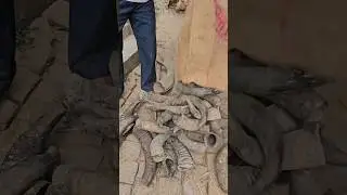 Making Rare Spoon from Animal horns #satisfying #shots #animals #farminglife