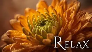 Calm Piano with Birds 🌿 Relaxing Music to Study, Focus, Relax, Mindfulness