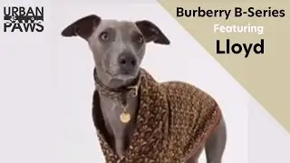 Burberry B-Series Dog Coat featuring Lloyd