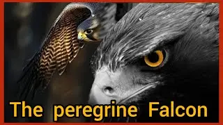 The peregrine falcon is the fastest animal on Earth | Kino kiwadde ku record zonna mu nsi!