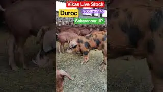 Duroc pig #piglets #piggery #trending #shorts #pig #farm #farming